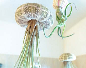 ONE - Jellyfish Air Plants - Wedding - Birthday - Gift - Live Home Decor -Valentine’s Gift