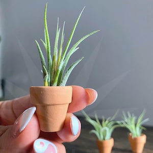 May include: A small terracotta pot holding a vibrant green air plant. The plant has long, slender leaves. Two additional pots with air plants are in the background. The pots are a warm, earthy orange color.