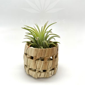 Pandan Pot Air Planter, Mini Planters, Cute Planter, Boho Decor, Air Plant Holder, Air Plant Holder