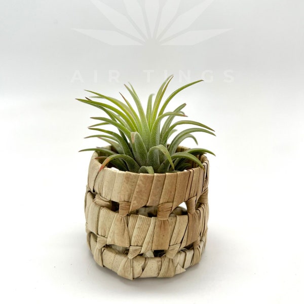 Pandan Pot Air Planter, Mini Planters, Cute Planter, Boho Decor, Air Plant Holder, Air Plant Holder