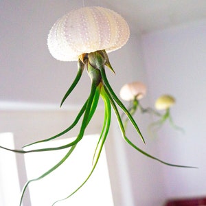 May include: White seashells with green air plants hanging from the ceiling, creating a unique and whimsical decor.