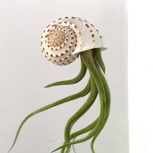 Octopus Jelly - Jellyfish Air Plants - Wedding - Birthday - Unique Gift