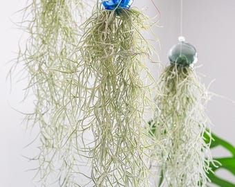 Tillandsia Chapeuensis V Turriformis - Etsy