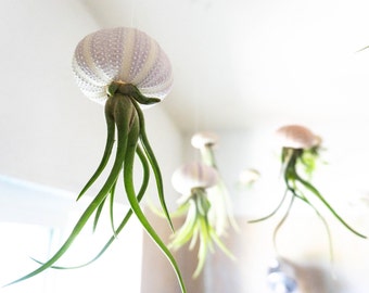 Single Octopus Jelly - Jellyfish Air Plants - Wedding - Birthday - Live Decor