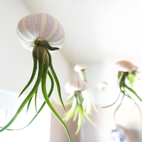 FOUR PACK Octopus - Jellyfish Air Plants - Wedding - Birthday - Air Purifying Plant - House Plant - Unique Gift - Creative Gift