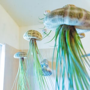 THREE PACK mixed size Octopus - Jellyfish Air Plants - Wedding - Birthday - Christmas Gift