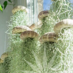 May include: A group of air plants hanging from the ceiling in a window. The plants are in white ceramic pots shaped like mushrooms. The plants are green and have long, thin leaves.