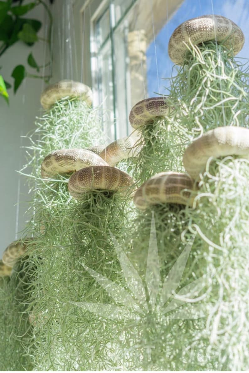 May include: A group of air plants hanging from the ceiling in a window. The plants are in white ceramic pots shaped like mushrooms. The plants are green and have long, thin leaves.