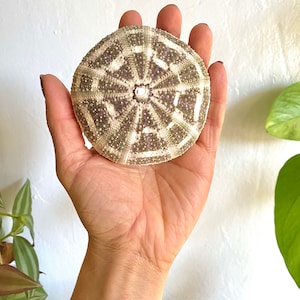 May include: A white and green sea urchin shell with a geometric pattern. The shell is about 4 inches in diameter.