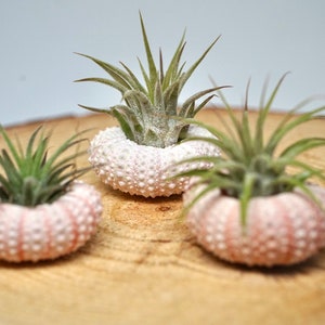 Three pack airplants  - pink urchin shells - unique gift - birthday gift - live air plants - cute