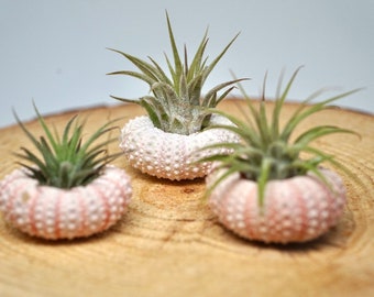 May include: Three air plants in pink sea urchin shells on a wooden surface.