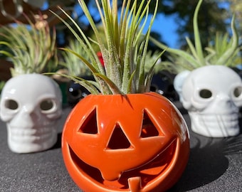 Pumpkin - Skull - Decorative Air Plant Holder - Halloween - Airplants - Comes with plant!
