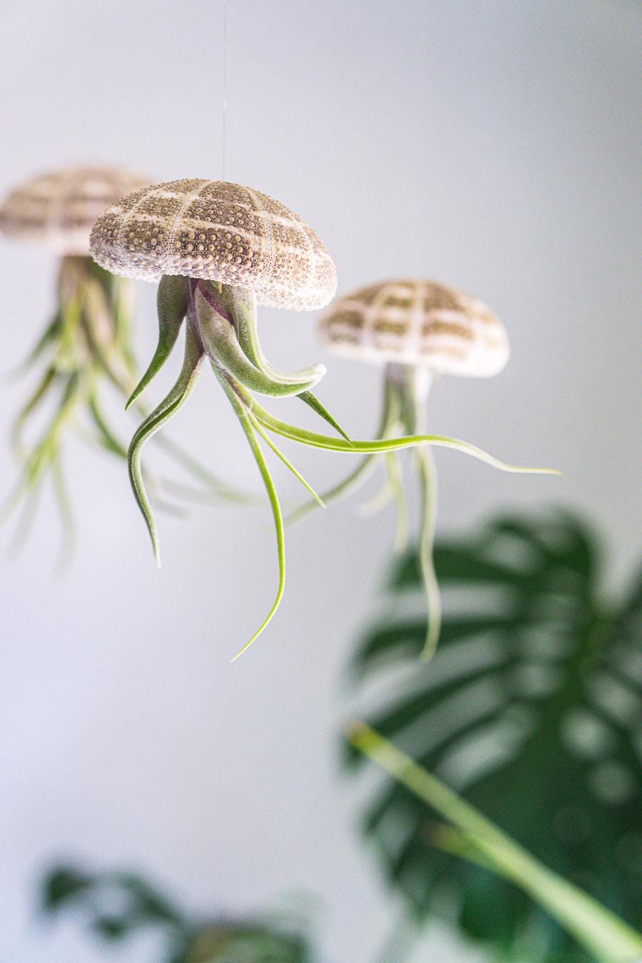 christmas palms with philodendron Christmas Palm - Veitchia merrillii