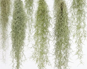 Tillandsia Chapeuensis V Turriformis - Etsy