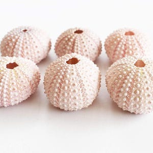 May include: Six pink sea urchin shells with a textured surface. The shells are arranged in a circle on a white background.
