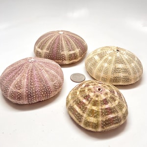 May include: Four sea urchin shells with a light brown and pink color scheme. The shells have a spiky texture and a round shape.