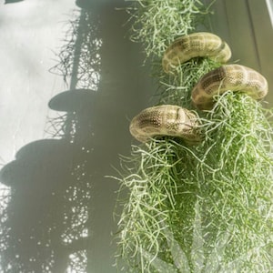 May include: A collection of air plants hanging from a white wall. The plants are green and have a long, stringy appearance. The plants are attached to a white wall with a string. The plants are in a variety of sizes and shapes.