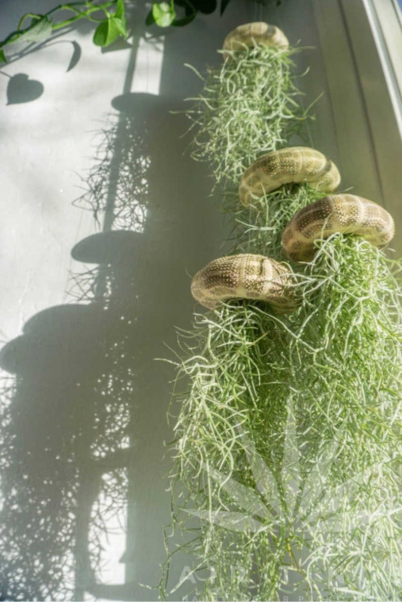 May include: A collection of air plants hanging from a white wall. The plants are green and have a long, stringy appearance. The plants are attached to a white wall with a string. The plants are in a variety of sizes and shapes.