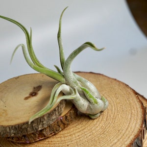 Medusae Caput Tillandsia Air Plant - Small and Medium - Live Plant - Houseplants - Live Home Decor - Birthday Gift - Low Maintanence Plants