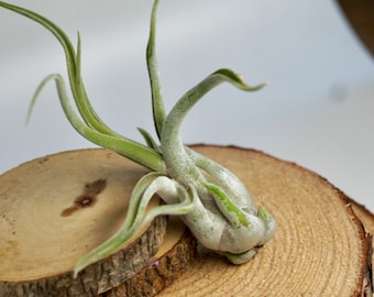 Medusae Caput Air Plant – Small/Medium Tillandsia, Live Home Decor