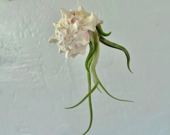 Tillandsia Ionantha 