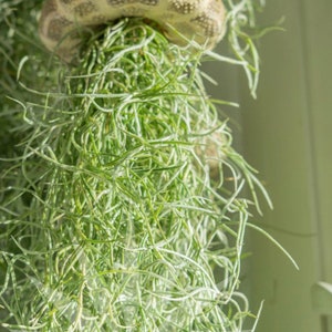 May include: A close-up of a green air plant hanging from a seashell. The air plant has long, thin leaves that are a light green color. The seashell is a light brown color and has a textured surface.
