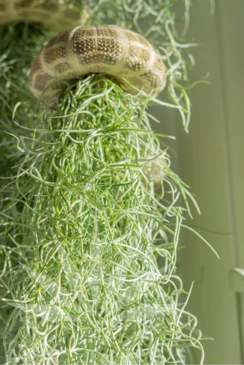 May include: A close-up of a green air plant hanging from a seashell. The air plant has long, thin leaves that are a light green color. The seashell is a light brown color and has a textured surface.