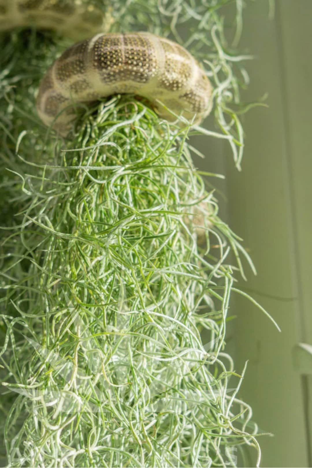 Mossfish Air Plant Jellyfish Airplant Design Live Home - Etsy Israel
