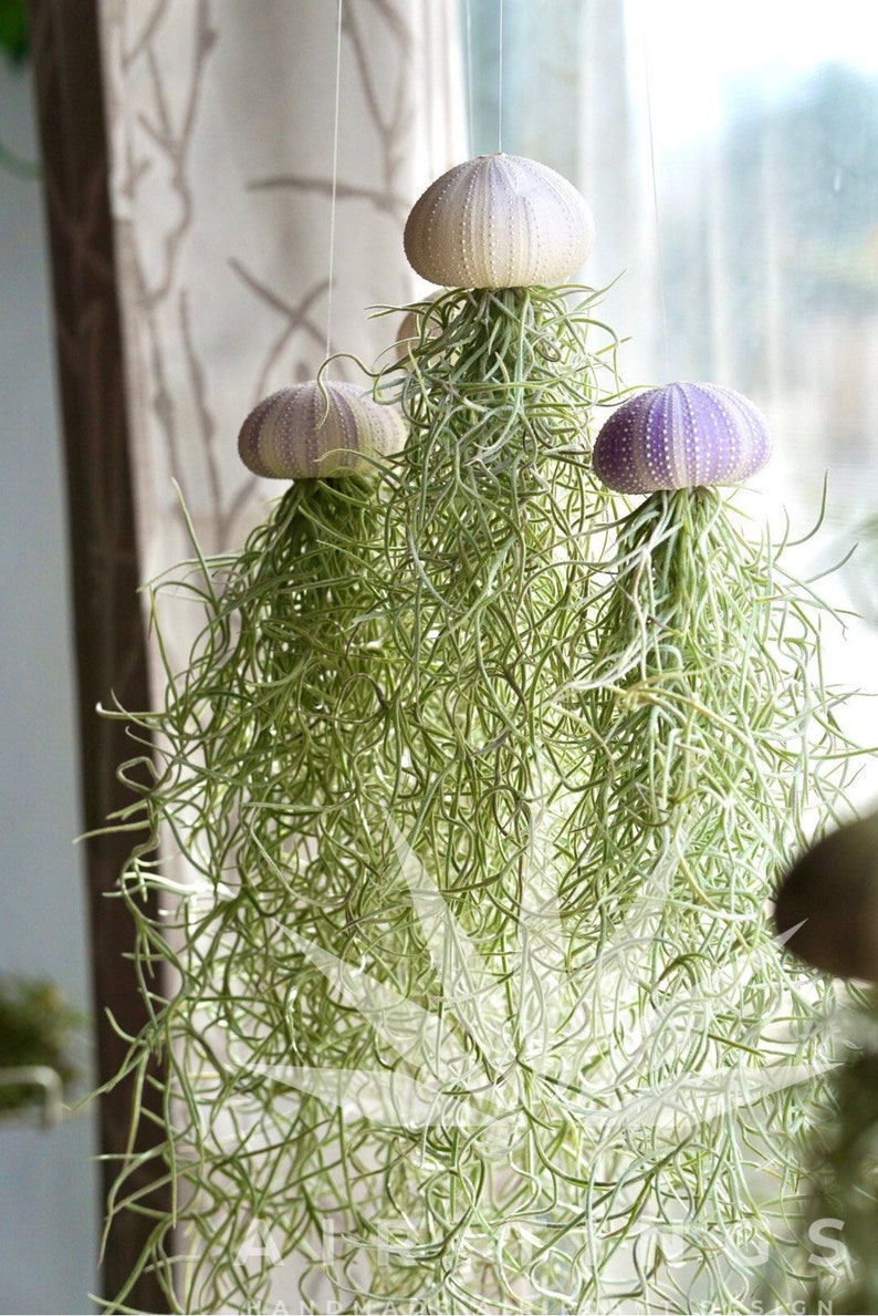 Mossfish Air Plant Jellyfish Airplant Design Live Home Etsy