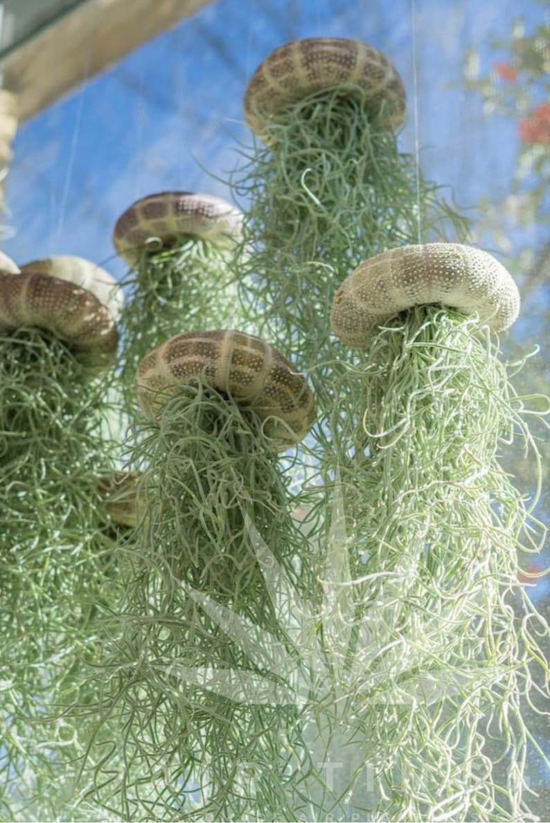 May include: A group of air plants hanging from the ceiling. The plants are in white, textured, shell-like containers. The plants have long, green, stringy leaves.