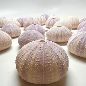 May include: A collection of purple and white sea urchin shells. The shells are arranged in a semi-circle on a white surface.