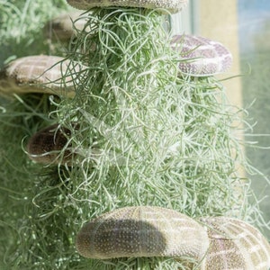 May include: A group of air plants hanging from the ceiling, each with a dried sea urchin shell on top. The plants are a light green color and the shells are a light brown color.