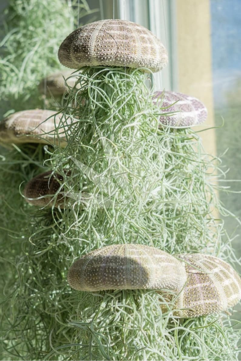 May include: A group of air plants hanging from the ceiling, each with a dried sea urchin shell on top. The plants are a light green color and the shells are a light brown color.