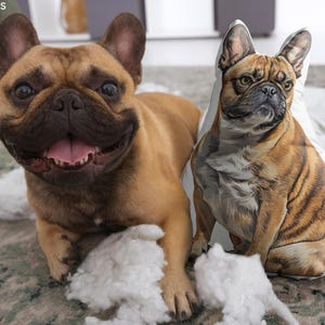 May include: A tan French Bulldog lies next to a pillow printed with a similar dog image. The real dog has a happy expression with its tongue out. White fluff is scattered around the dogs.