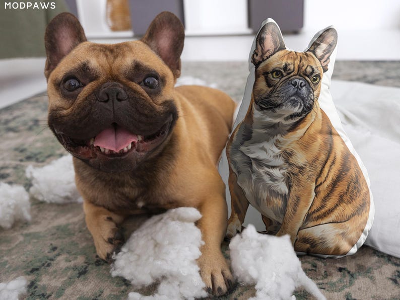 May include: A tan French Bulldog lies next to a pillow printed with a similar dog image. The real dog has a happy expression with its tongue out. White fluff is scattered around the dogs.