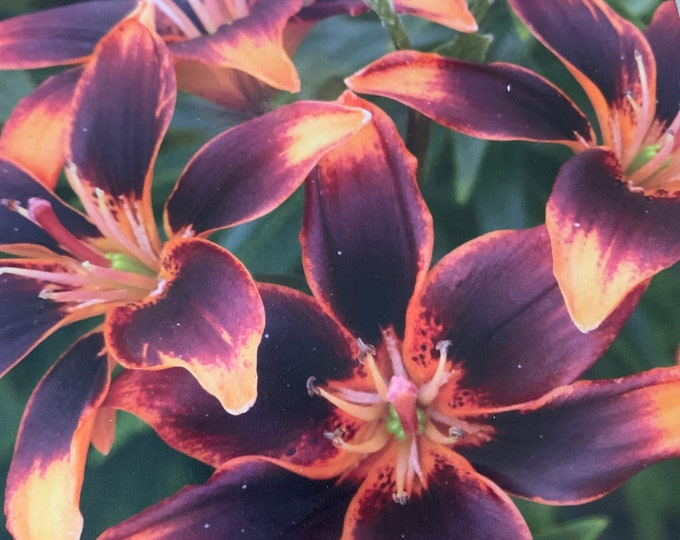 Forever on Fire Lily Bulb Etsy