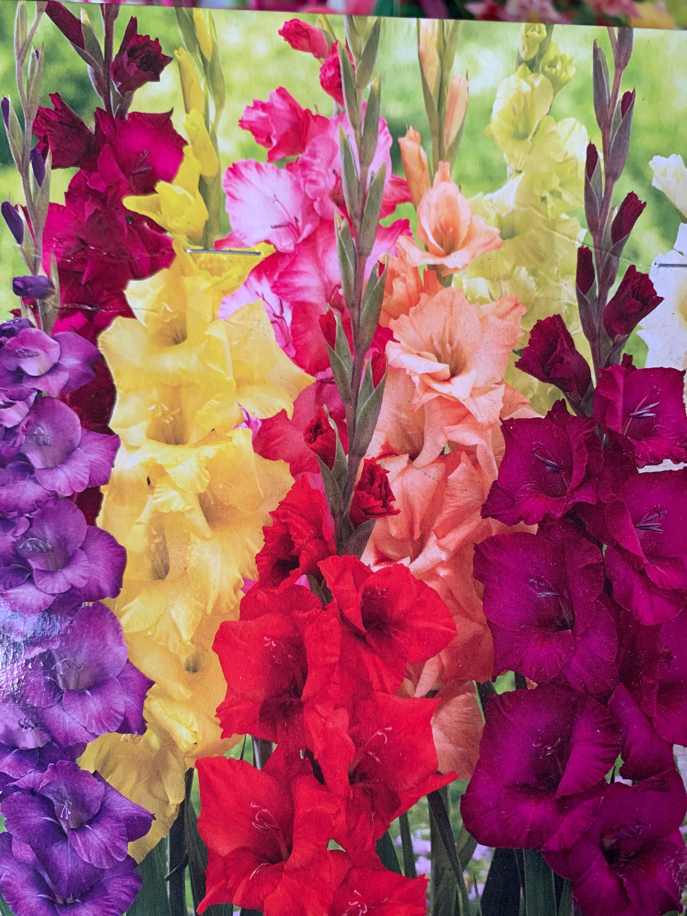Gladiolus bulb blend 30 Etsy