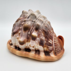 Pode incluir: Uma grande concha marinha marrom e branca com uma superfície texturizada e estriada. A concha tem uma forma arredondada e bulbosa com um topo pontiagudo e uma base larga e plana.