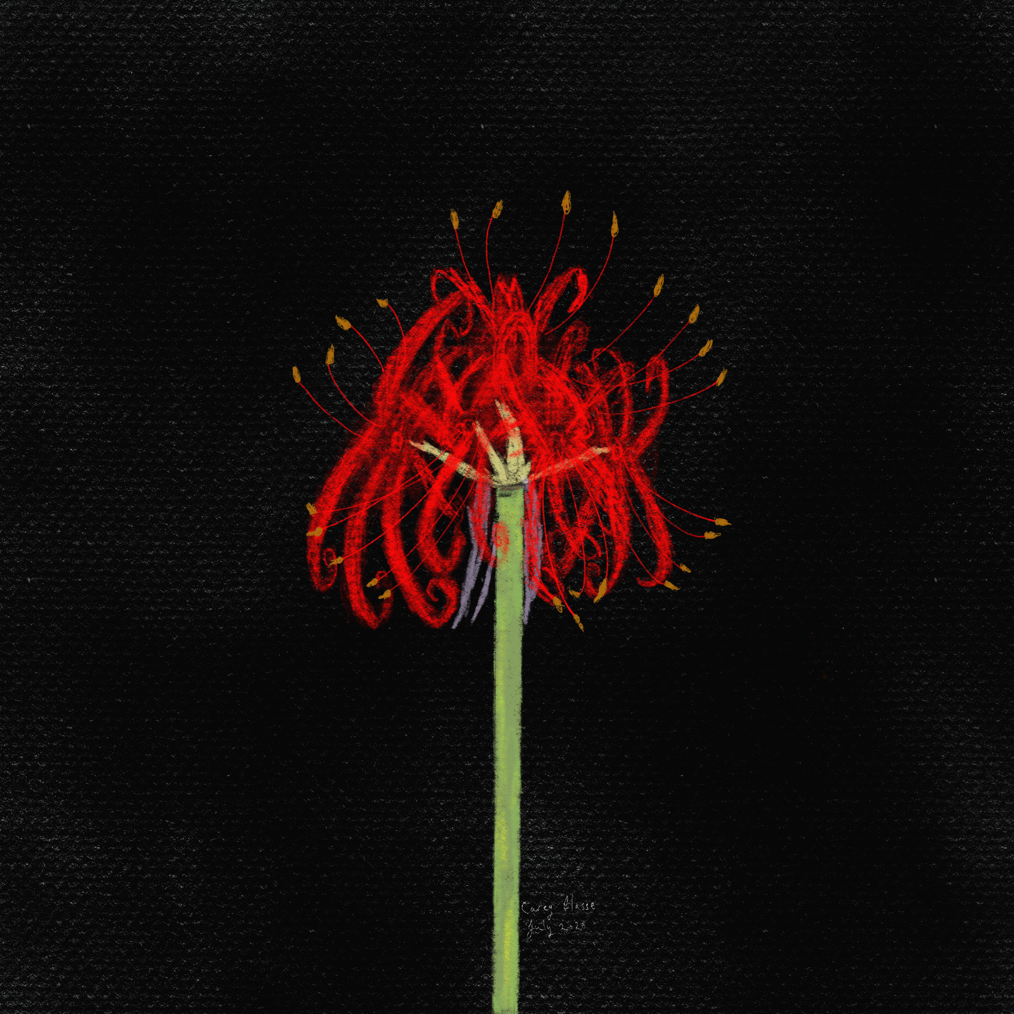 Red White Blue Spider Lily Illustration Phone Wallpapers Etsy Australia