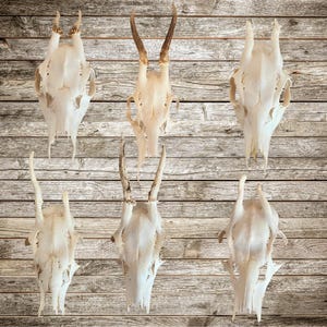 May include: Seven white deer skulls with antlers mounted on a wooden wall. The skulls are arranged in a staggered pattern, with the antlers pointing upwards.
