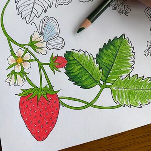 Adult Coloring Page, Instant Digital Download Coloring Page, Strawberry Vines, Butterflies, Strawberries, Detailed, Whimsical Coloring
