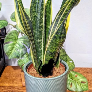 Op de afbeelding: Een potplant met slangplant met groene en gele gestreepte bladeren in een lichtblauwe keramische pot met een chevron-patroon. Een zwart silhouet van een kat is in de aarde geplaatst.