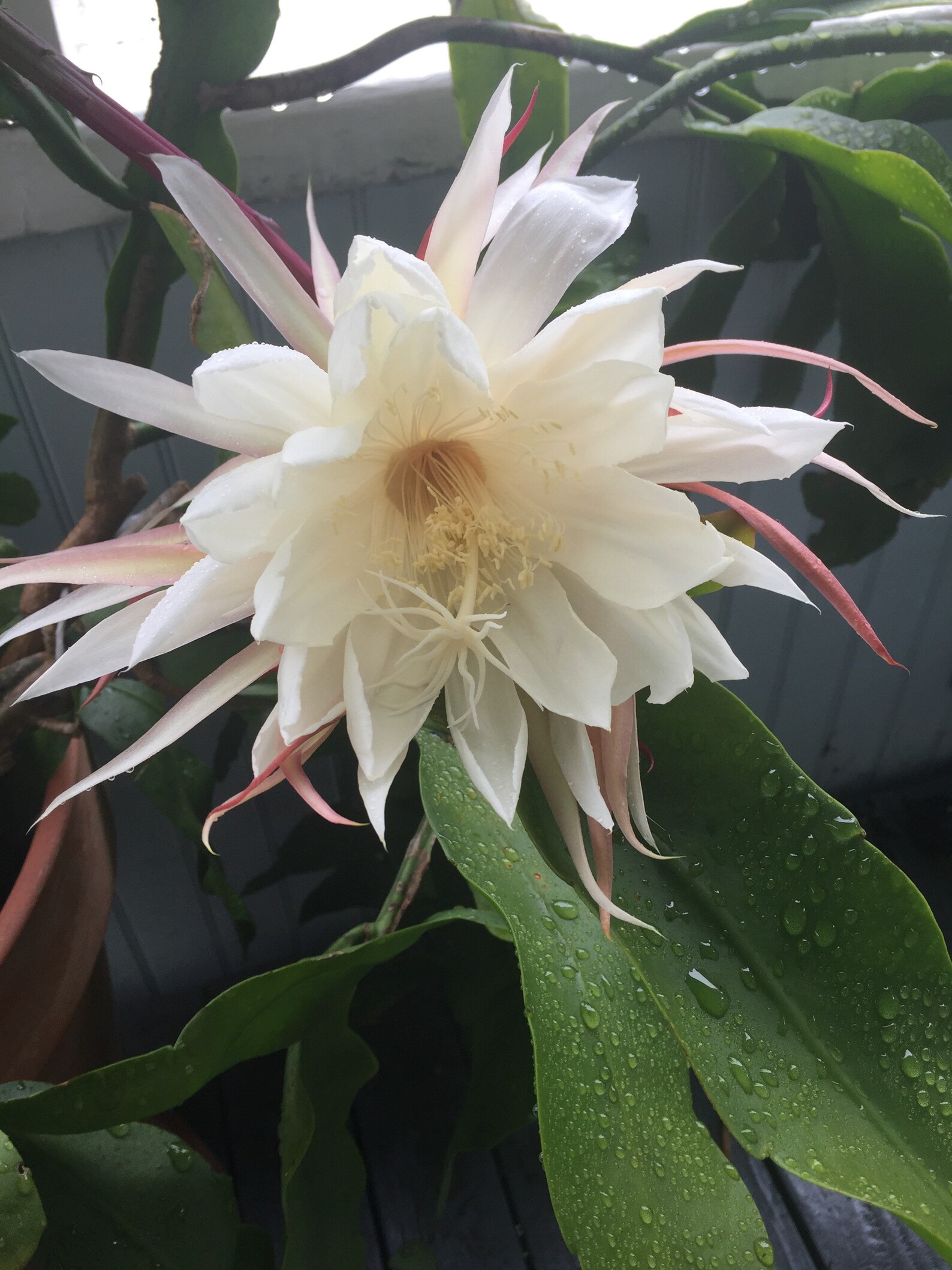 Night Blooming Cereus 3 young plants in 4 pot Etsy