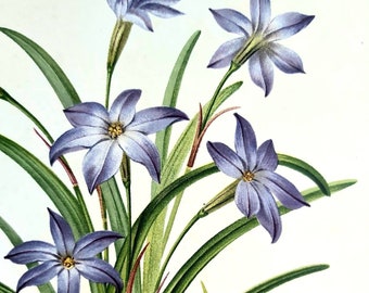 Originele 19e-eeuwse chromolithografie - Plantkunde - Tuinbouw - Blauwe bloemen - Triteleia, tripletlelie