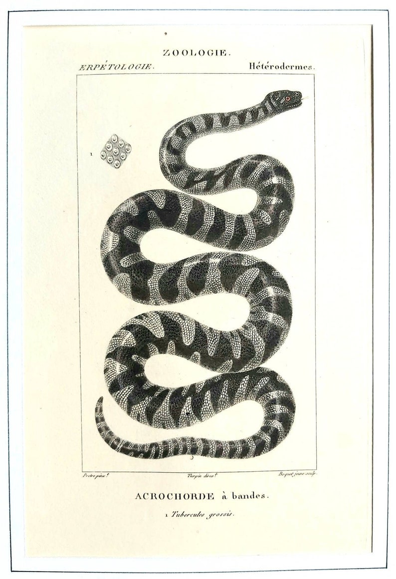 erpetology zoology Snakes Series of 6 hand-colored 19th century engravings Natural History of Lacpede