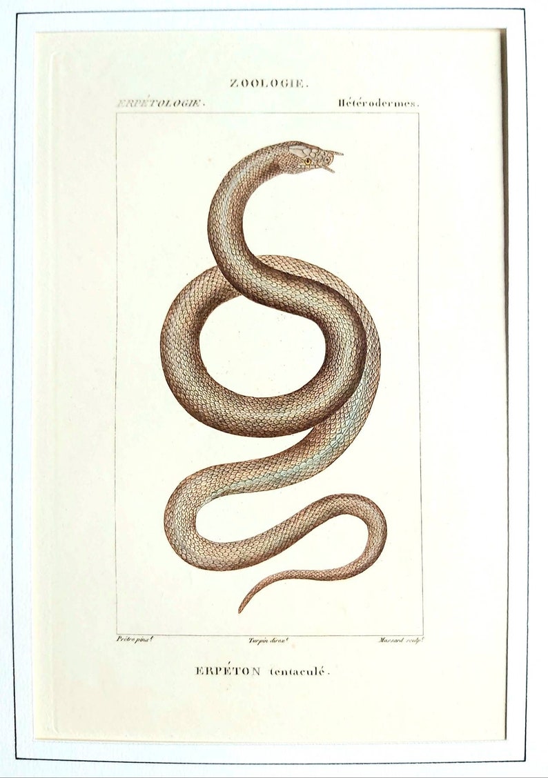 erpetology zoology Snakes Series of 6 hand-colored 19th century engravings Natural History of Lacpede