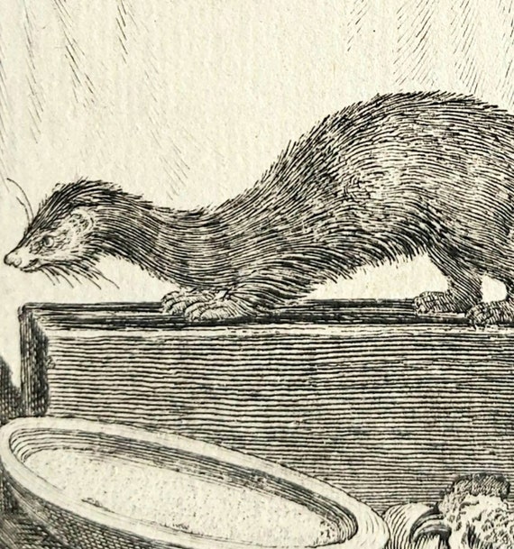 Small Engraving Of The 18th Century After The Earl Of Buffon Etsy