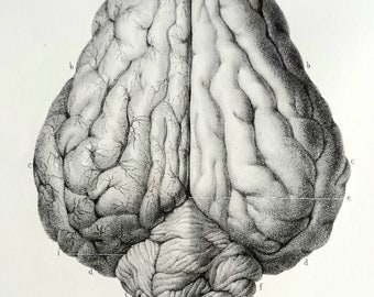 Original lithograph from the 19th century. - Animal anatomy - Veterinarian - Ruminants - Ox and sheep brains