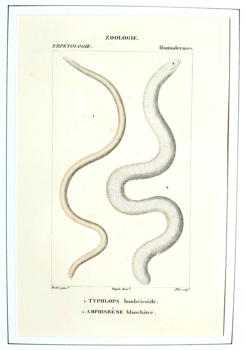 erpetology zoology Snakes Series of 6 hand-colored 19th century engravings Natural History of Lacpede