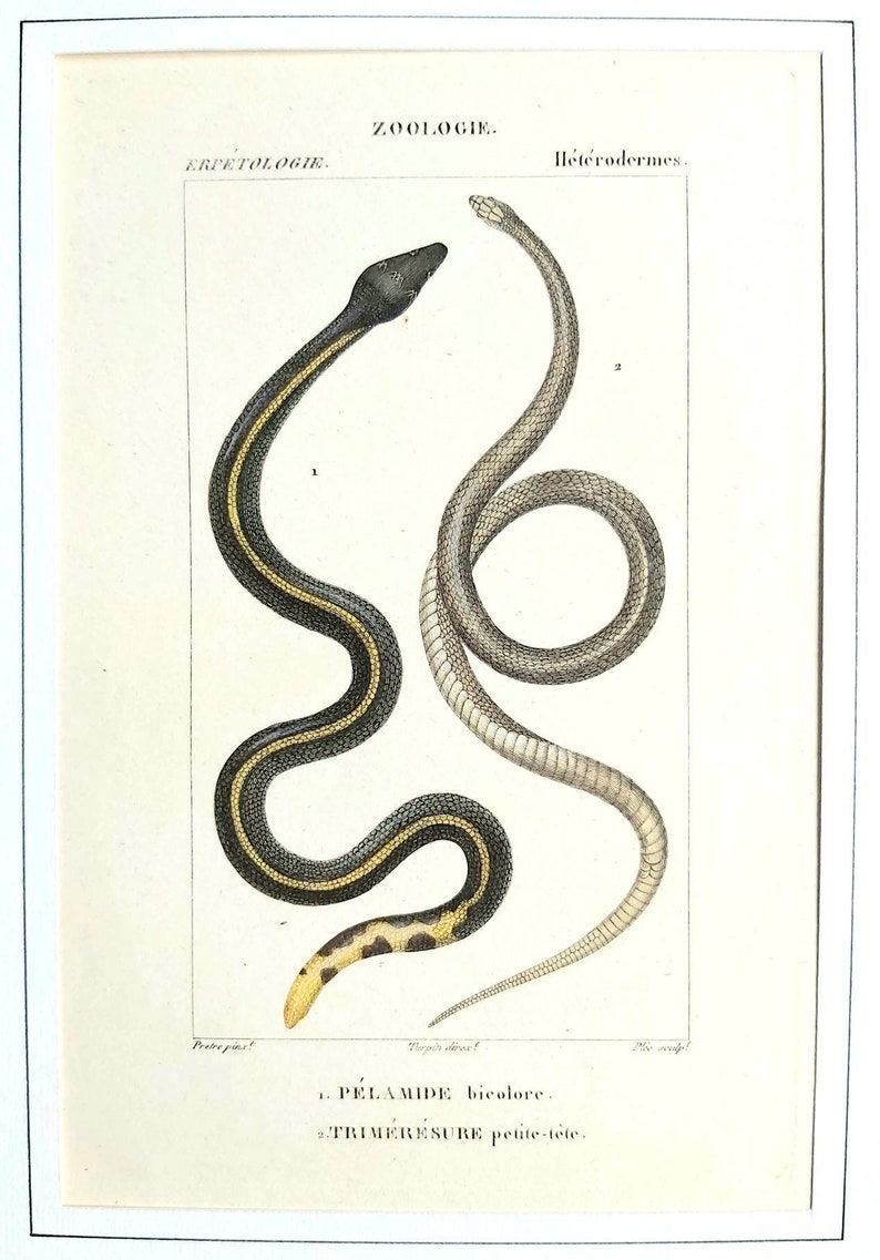 erpetology zoology Snakes Series of 6 hand-colored 19th century engravings Natural History of Lacpede